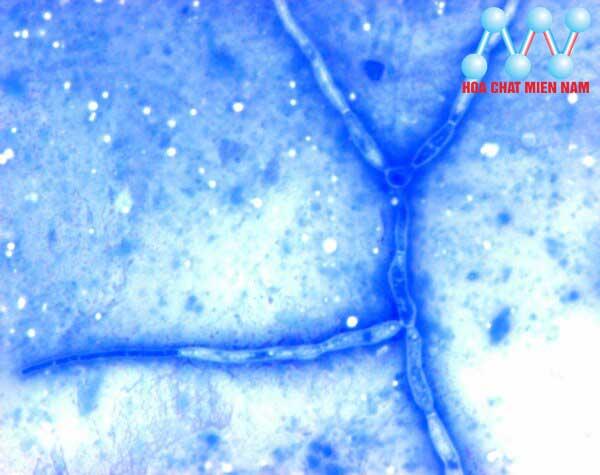 Methylene blue (C.I.52015) for microscopy Certistain